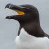 Фото профиля Hopper Auk