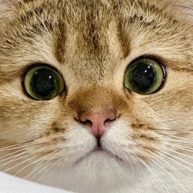 ลอปอ.'s profile picture