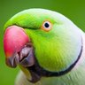 かちゃかちゃインコ 的头像