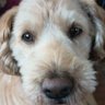 MCFSRN-🇺🇲🐕 profil fotoğrafı