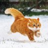 进击的橘猫🤪 profil fotoğrafı