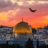 Palestinian Dome profil fotoğrafı