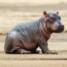 hippopotame 🦛 的头像