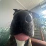 spielbube's profile picture