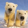 multi-polar bear hugs 🇦🇶 的头像
