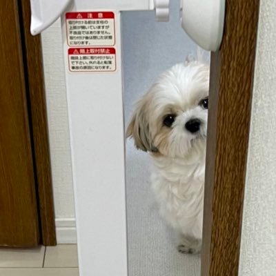 piko_kakarotto2's profile picture