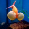 Profilbild von Goose