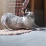 兎丸(うさぎマル) profil fotoğrafı