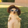 The Littlest of Leggies's profile picture