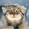 Profilbild von Malmi