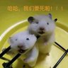kilasuelika 的头像