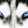 Rogerio Wolf profil fotoğrafı