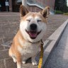 しいばいぬ 的头像