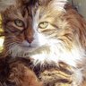 Фото профиля Le chaton magique💫