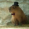 Campibara's profile picture