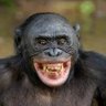 el bonobo 的头像