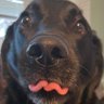 Boz 🐾💜🏳️‍⚧️🏳️‍🌈💜🏴󠁧󠁢󠁳󠁣󠁴󠁿 的头像