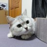 淵 profil fotoğrafı