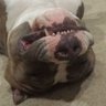 sleepydog.eth profil fotoğrafı