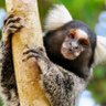 Macaquinhos🐒 profil fotoğrafı