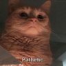 Pathetic-Cat profil fotoğrafı