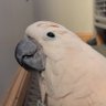 フクポソ セコンド profil fotoğrafı