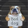 Profilbild von M. Harley J. Roth Bulldogge