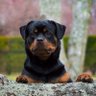 Profilbild von Donna Chancey