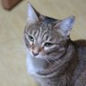 Neogul's profile picture