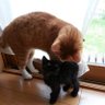 ひびき@P profil fotoğrafı