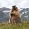 Profilbild von Marmota
