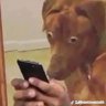 Mo Dib profil fotoğrafı