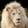 Profilbild von قلب الأسد بعد الحذف