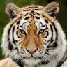 Profilbild von …