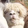 Profilbild von Joebaggio