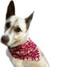 Timberdog71's profile picture
