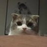 Profilbild von แม่เหมียว