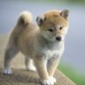 Yusuke Mori profil fotoğrafı