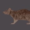 Spinning rat's profile picture