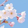日本‼️🗣️🇯🇵 🟠 profil fotoğrafı