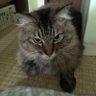 気まぐれな猫 profil fotoğrafı
