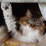Фото профиля 佐藤ななはな