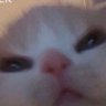 Profilbild von bees