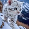 CatwomanWeb3 的头像