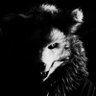 Фото профиля 🐺カンテラ灯す