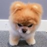 Фото профиля Pom