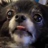 シイナ's profile picture