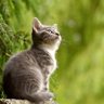 The starry sky is not lonely's profile picture