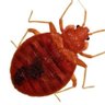 Profilbild von kunguni hanyonyi damu