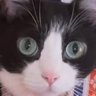 まるにゃん🐾's profile picture